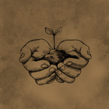 Hands holding a sprouting plant